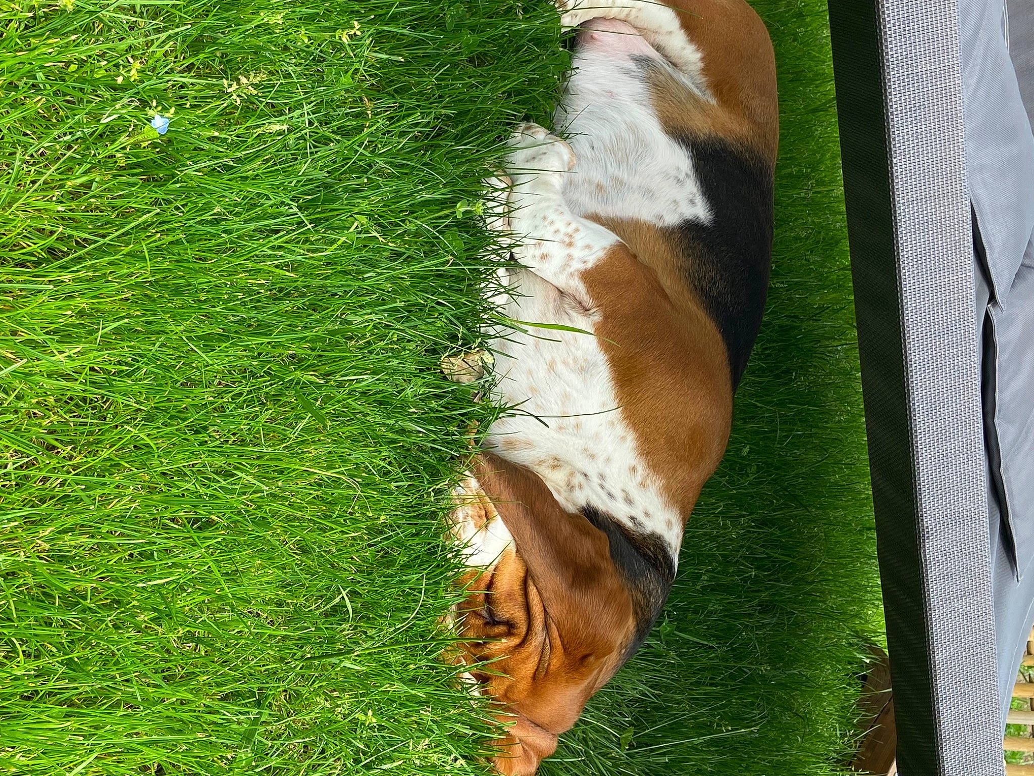 Snowbelle a rejoint le concours — aidez-le/la à gagner de superbes lots ! canidae, carnivore, companion_dog, dog, dog_breed, fawn, foot, fur, grass, grazing, groundcover, human_leg, pasture, people_in_nature, plant, snout, sporting_group, tail, tree, trunk