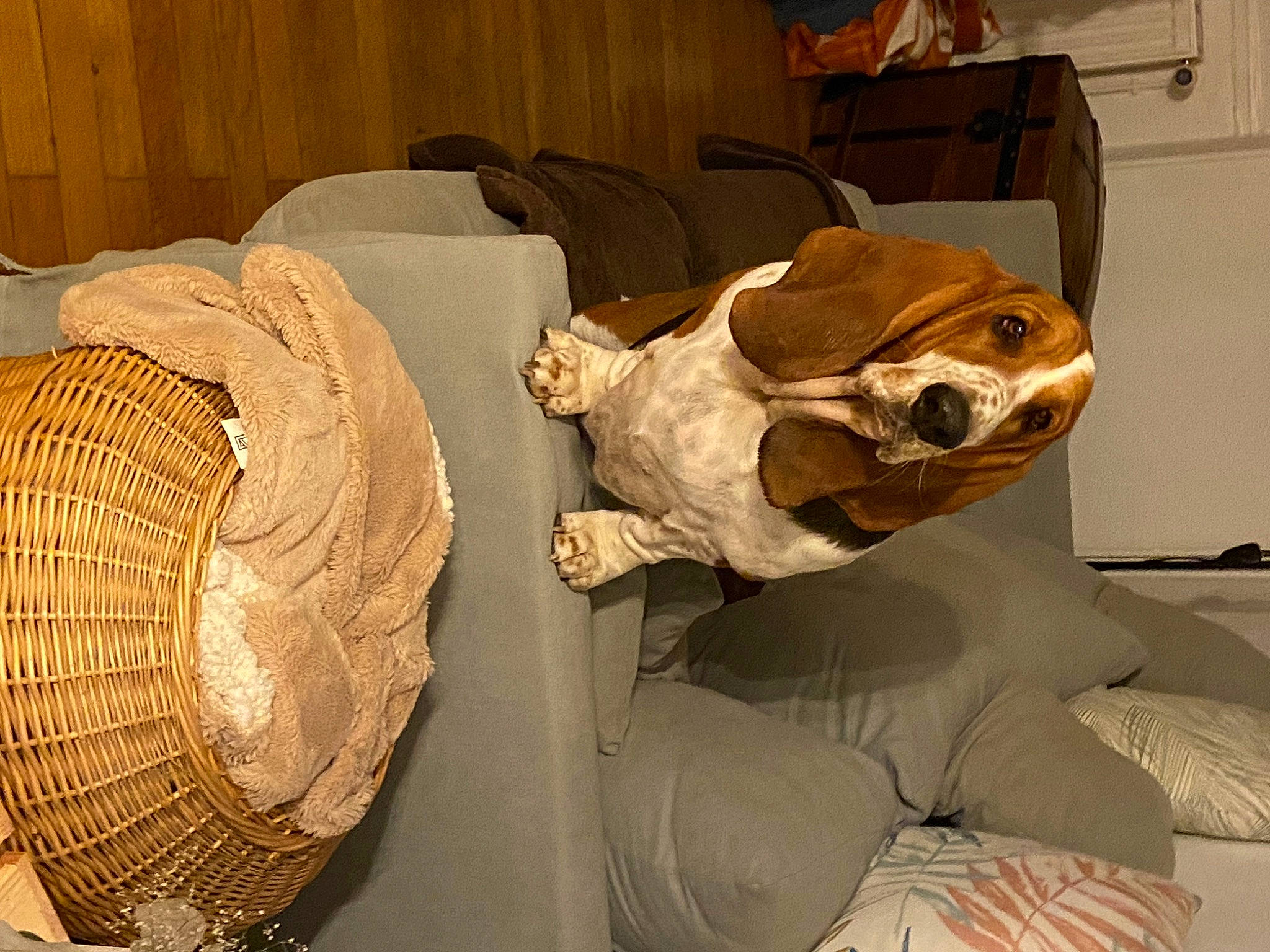 Snowbelle a rejoint le concours — aidez-le/la à gagner de superbes lots ! anthropology, art, artifact, bone, carving, comfort, earthenware, extinction, fossil, fur, hat, personal_protective_equipment, pottery, room, sculpture, storage_basket, tourist_attraction, visual_arts, wood