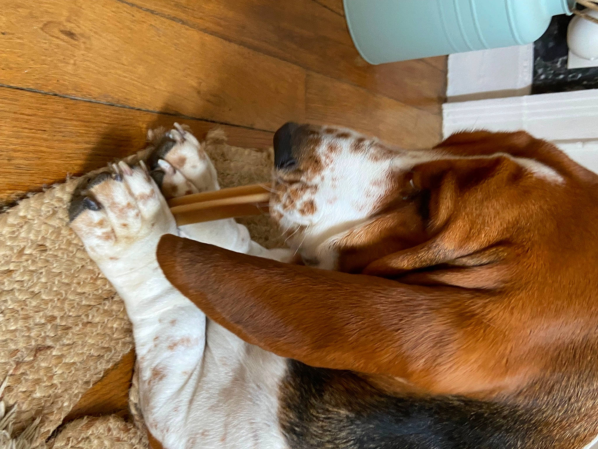 Snowbelle participe au concours pour gagner de l'argent avec cette photo : canidae, carnivore, comfort, companion_dog, dog, dog_breed, fawn, flooring, fur, hardwood, human_leg, liver, nap, paw, pet_supply, snout, sporting_group, tail, whiskers, wood