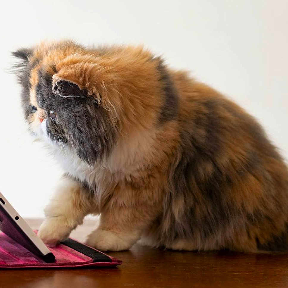 Minie participe au concours pour gagner de l'argent avec cette photo : accessories, animal, cat, computer, computerhardware, computerkeyboard, electronics, furniture, hardware, kitten, laptop, mobilephone, monitor, pc, pet, phone, screen, tabletcomputer, text, wallet