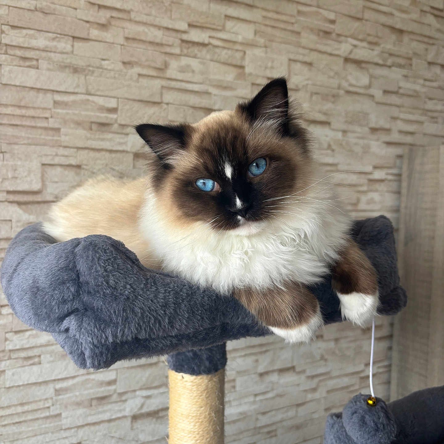 Willow participe au concours pour gagner de l'argent avec cette photo : analogclock, angora, animal, architecture, brick, building, cat, clock, clocktower, homedecor, kitten, manx, pet, siamese, tower, wall, wallclock