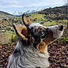 dog, animal, outdoor, nature, mountains, autumn, leaves, village, sky, scenery, fur, portrait, canine, ears, profile, landscape, rural, grass, trees, daylight