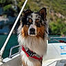 dog, australian_shepherd, boat, harness, outdoor, nature, water, hill, sunlight, fluffy, pet, animal, portrait, canine, leash, summer, travel, vacation, scenic, relaxation