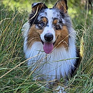 Charlie participe au concours pour gagner de l'argent avec cette photo : dog, australian_shepherd, grass, outdoor, nature, animal, pet, tongue_out, happy, fur, ears, face, canine, wild, greenery, summer, sunlight, portrait, closeup, field