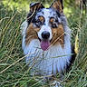 dog, australian_shepherd, grass, outdoor, nature, animal, pet, tongue_out, happy, fur, ears, face, canine, wild, greenery, summer, sunlight, portrait, closeup, field