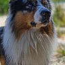 dog, australian_shepherd, animal, pet, fur, outdoor, nature, portrait, mammal, canine, fluffy, tricolor, closeup, ears, nose, whiskers, eyes, background_blur, sunlight, side_view
