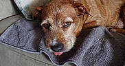 Tater Tot is registered to the contest to win money with this photo: animal, brown_dog, canine, comfort, couch, cute, dog, domestic, fur, home, indoor, laying_down, living_room, pet, pillow, relaxed, resting, sleepy, tongue_out, towel