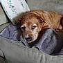 Tater Tot is registered to the contest to win money with this photo: dog, brown_dog, couch, pillow, towel, indoor, resting, pet, canine, fur, animal, relaxed, tongue_out, cute, home, living_room, comfort, laying_down, sleepy, domestic