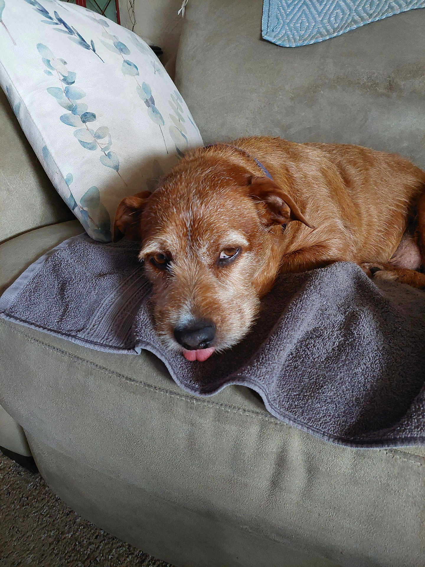 Tater Tot is registered to the contest to win money with this photo: dog, brown_dog, couch, pillow, towel, indoor, resting, pet, canine, fur, animal, relaxed, tongue_out, cute, home, living_room, comfort, laying_down, sleepy, domestic