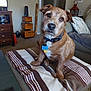 Tater Tot joined the competition — help win amazing prizes! dog, pet, brown_dog, collar, tag, blanket, striped_blanket, couch, living_room, furniture, ottoman, carpet, cushion, wooden_drawers, tv, decor, indoor, curious, sitting, household