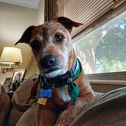 Tater Tot is registered to the contest to win money with this photo: animal, bandana, brown_dog, close_up, collar, couch, curtains, daylight, dog, fur, home, indoor, lamp, leisure, living_room, pet, portrait, relaxed, tags, window