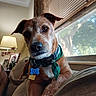 animal, bandana, brown_dog, close_up, collar, couch, curtains, daylight, dog, fur, home, indoor, lamp, leisure, living_room, pet, portrait, relaxed, tags, window