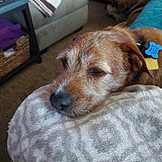 Tater Tot joined the competition — help win amazing prizes! dog, resting, blanket, couch, carpet, indoor, relaxing, furniture, side_table, basket, brown, sleepy, pet, collar, home, comfort, animal, fur, closeup, quiet