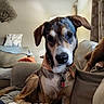 dog, bandana, couch, indoor, pet, living_room, curious, brown, white, black, furniture, cozy, blanket, pillow, relaxed, domestic_animal, ears, snout, collar, tag