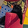 cat, black_cat, pet, animal, feline, sitting, lounging, chair, armchair, cushion, pillow, polka_dots, colorful, indoor, home, furniture, portrait, fluffy, relaxed, decor
