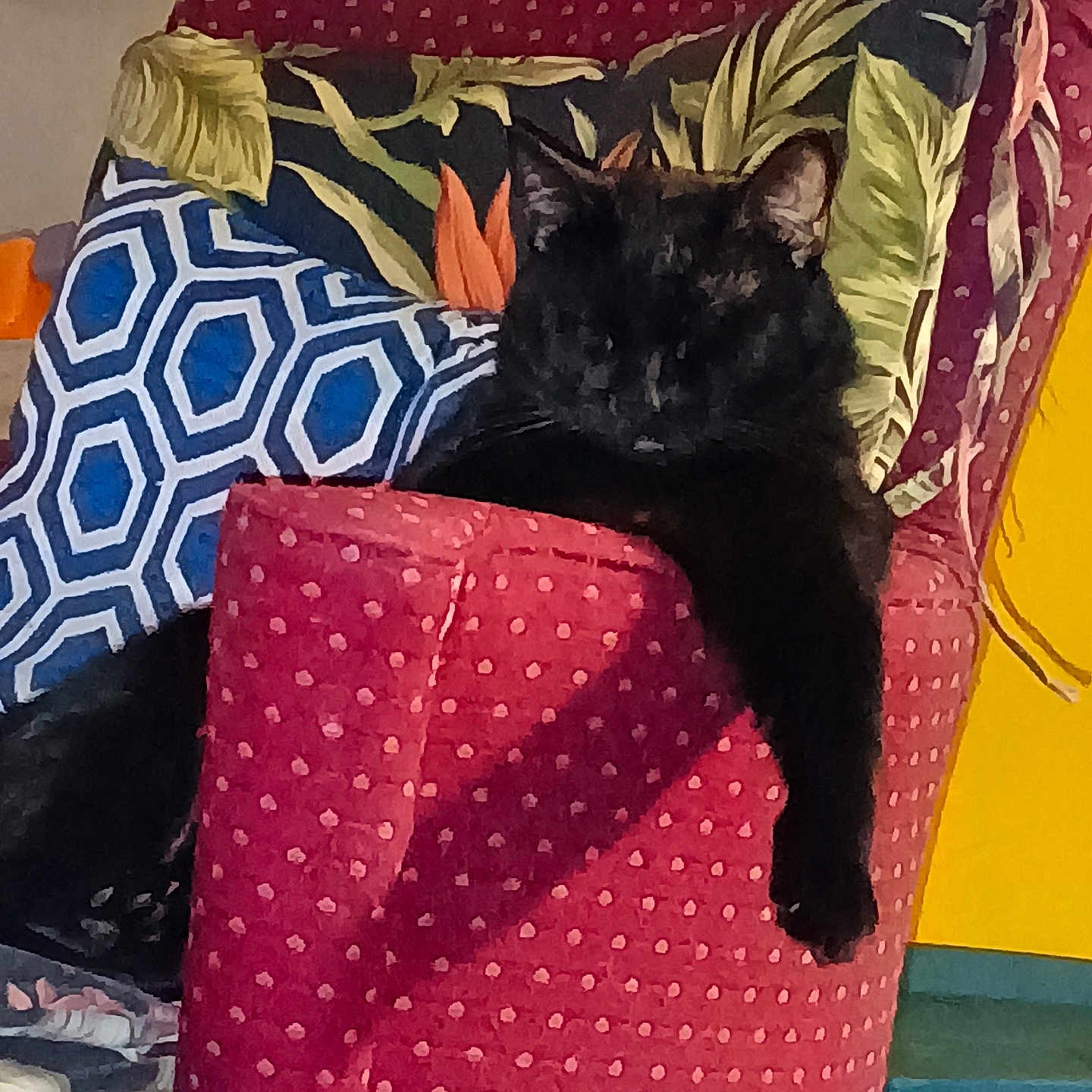 Tommy joined the competition — help win amazing prizes! cat, black_cat, pet, animal, feline, sitting, lounging, chair, armchair, cushion, pillow, polka_dots, colorful, indoor, home, furniture, portrait, fluffy, relaxed, decor