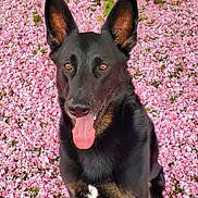 George is registered to the contest to win money with this photo: dog, black_dog, tan_markings, sitting, pink_flowers, flower_petals, outdoor, nature, green_leaves, tongue_out, happy, pets, animal, close_up, portrait, ears_up, bright_eyes, summer, spring, canine