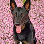 dog, black_dog, tan_markings, sitting, pink_flowers, flower_petals, outdoor, nature, green_leaves, tongue_out, happy, pets, animal, close_up, portrait, ears_up, bright_eyes, summer, spring, canine