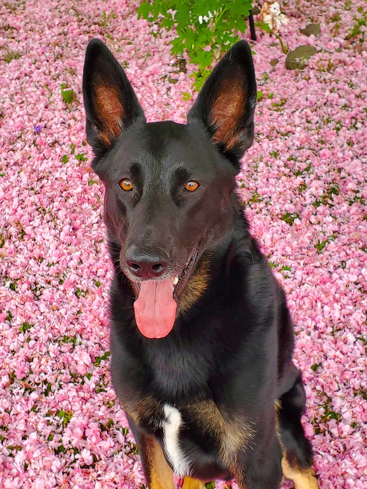 George is registered to the contest to win money with this photo: dog, black_dog, tan_markings, sitting, pink_flowers, flower_petals, outdoor, nature, green_leaves, tongue_out, happy, pets, animal, close_up, portrait, ears_up, bright_eyes, summer, spring, canine