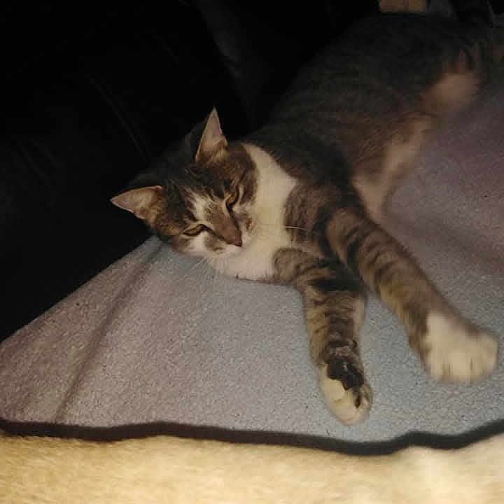 Grisy