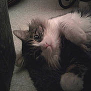 Maala a rejoint le concours — aidez-le/la à gagner de superbes lots !