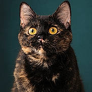 Luna is registered to the contest to win money with this photo: cat, tortoiseshell, closeup, portrait, yellow_eyes, feline, fur, whiskers, ears, animal, pet, looking_up, indoor, teal_background, cute, alert, mammal, domestic_animal, soft_texture, expression