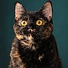 cat, tortoiseshell, closeup, portrait, yellow_eyes, feline, fur, whiskers, ears, animal, pet, looking_up, indoor, teal_background, cute, alert, mammal, domestic_animal, soft_texture, expression