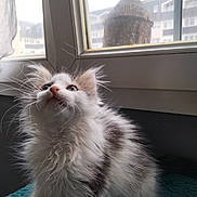 Neko a rejoint le concours — aidez-le/la à gagner de superbes lots ! abyssinian, adult, angora, animal, cat, female, head, kitten, manx, person, pet, siamese, window, windowsill, woman