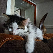 Tsuki participe au concours pour gagner de l'argent avec cette photo : abyssinian, angora, animal, architecture, armchair, building, cat, chair, couch, furniture, hardwood, indoors, kitten, livingroom, manx, person, pet, siamese, sleeping, wood