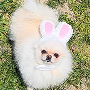 Bombón joined the competition — help win amazing prizes! adorable, animal, bunny_ears, costume, cute, dog, fluffy, fur, grass, ground, headwear, looking_up, nature, outdoor, pet, playful, pomeranian, small_dog, sunlight, white_dog