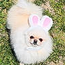 adorable, animal, bunny_ears, costume, cute, dog, fluffy, fur, grass, ground, headwear, looking_up, nature, outdoor, pet, playful, pomeranian, small_dog, sunlight, white_dog