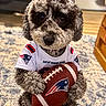 adorable, ball, brown_and_gray, companion_animal, curly_hair, cute, dog, football, indoors, jersey, living_room, new_england, patriots, pet, portrait, rug, sitting, sporting_event, sports, toy
