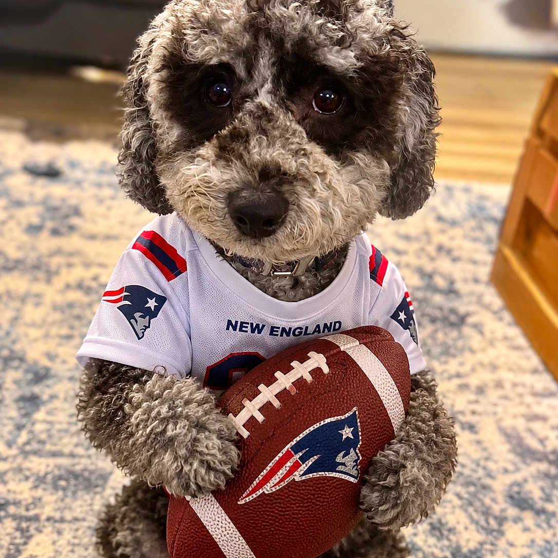Cooper