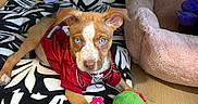 Skyler joined the competition — help win amazing prizes! puppy, dog, blue_eyes, red_jersey, plush_toy, cactus_toy, pet_bed, floor, wooden_floor, black_and_white_bed, pink_bed, toy, indoor, cute, animal, pet, playful, lying_down, ears, collar