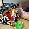 puppy, dog, blue_eyes, red_jersey, plush_toy, cactus_toy, pet_bed, floor, wooden_floor, black_and_white_bed, pink_bed, toy, indoor, cute, animal, pet, playful, lying_down, ears, collar