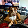 puppy, dog, brown_and_white, quilt, blanket, couch, living_room, tv_screen, people_on_tv, forest_scene, bookshelf, collectibles, scream_mask, face, pet, indoor, furniture, expression, close_up, relaxing