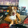 Skyler is registered to the contest to win money with this photo: dog, brown_dog, white_markings, blanket, couch, living_room, television, forest_scene, bookshelf, books, board_games, collectibles, table, indoor, pet, curious_expression, relaxed, tongue_out, furniture, home