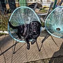 Oggy a rejoint le concours — aidez-le/la à gagner de superbes lots ! dog, black_dog, turquoise_chair, woven_chair, patio_chair, outdoor, backyard, concrete, fence, wire_fence, trash_bins, green_bin, sunlight, shadow, sitting, looking_at_camera, pet, lawn, garden, relaxed_pose