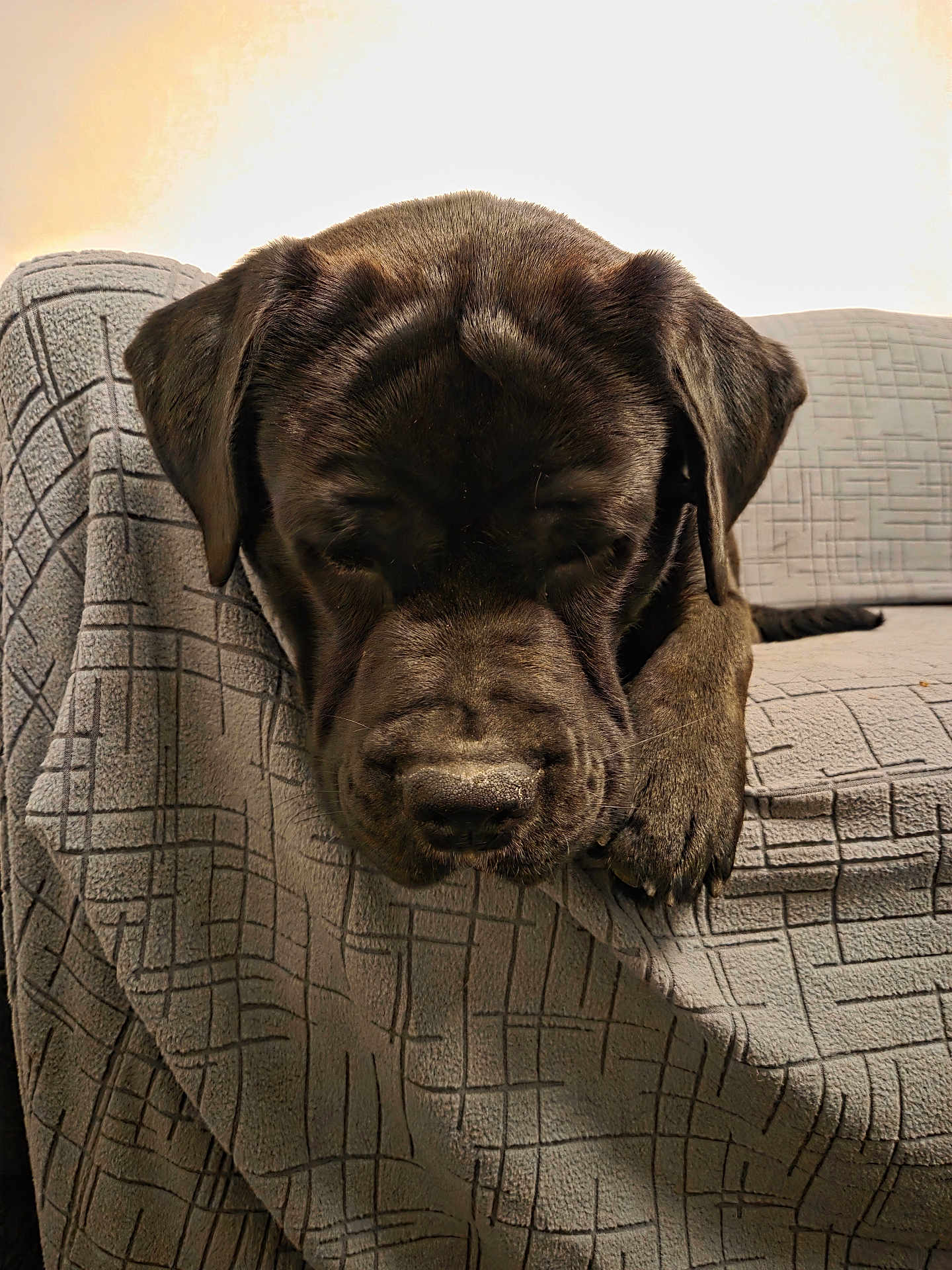 Oggy a rejoint le concours — aidez-le/la à gagner de superbes lots ! dog, black_dog, sleeping, couch, blanket, paw, snout, nose, indoor, pet, closeup, portrait, cozy, black_fur, upholstery, living_room, whiskers, resting, sleepy, large_breed