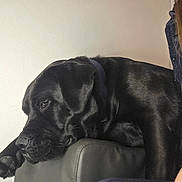 Oggy participe au concours pour gagner de l'argent avec cette photo : dog, black_dog, labrador_retriever, pet, sleeping, resting, couch, leather_sofa, collar, paw, muzzle, indoor, profile, close_up, companion, home, relaxed, wall, headrest, shiny_coat