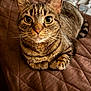 cat, tabby, pet, animal, feline, close_up, whiskers, ears, paws, bed, blanket, brown, indoor, cute, curious, looking, fur, striped, relaxed, domestic
