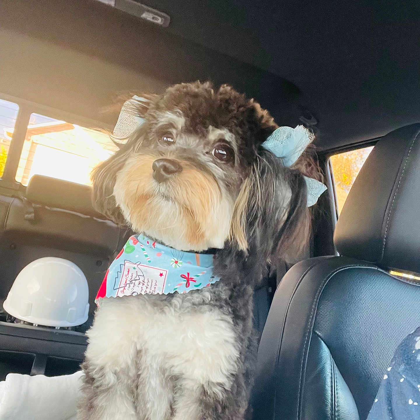 Arabella Grace is registered to the contest to win money with this photo: adorable, bandana, black_and_white, bow, car_interior, car_seat, cozy, dashboard, dog, eyes, fluffy, fur, hard_hat, nose, passenger_seat, pet, portrait, puppy, sunlight, window