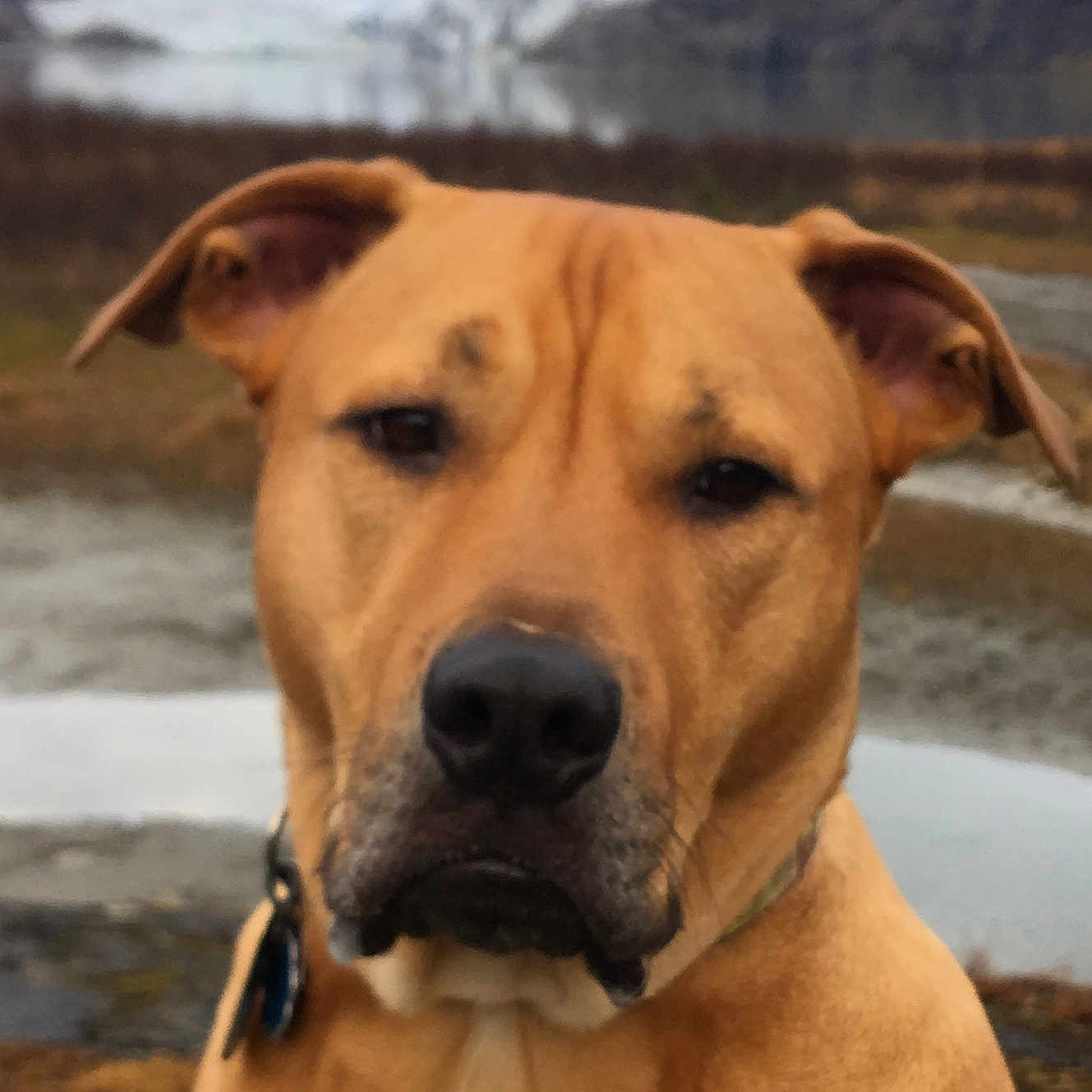 Bentley joined the competition — help win amazing prizes! accessories, animal, boxer, bulldog, canine, collar, dog, greatdane, hound, ice, labradorretriever, nature, outdoors, pet, pitbull, pointer, puppy, snout, snow, whitedog