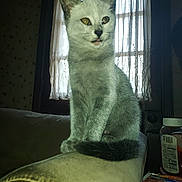 Madeline joined the competition — help win amazing prizes! cat, indoor, couch, window, curtains, yellow_eyes, gray_fur, pet, tongue_out, ketchup_bottle, snacks, home, furniture, cozy, domestic, animal, sitting, side_view, soft_light, curious