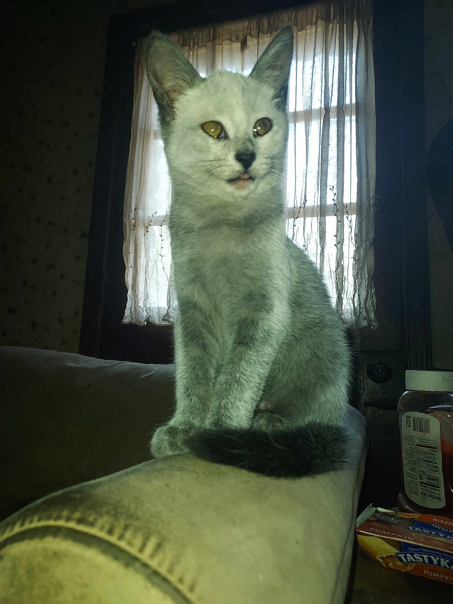 Madeline joined the competition — help win amazing prizes! cat, indoor, couch, window, curtains, yellow_eyes, gray_fur, pet, tongue_out, ketchup_bottle, snacks, home, furniture, cozy, domestic, animal, sitting, side_view, soft_light, curious