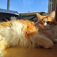 Pepito a rejoint le concours — aidez-le/la à gagner de superbes lots ! cat, orange, white, fluffy, fur, sunlight, floor, window, indoor, relaxed, pet, animal, house, daylight, closeup, portrait, domestic, laying, resting, whiskers