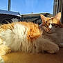 cat, orange, white, fluffy, fur, sunlight, floor, window, indoor, relaxed, pet, animal, house, daylight, closeup, portrait, domestic, laying, resting, whiskers