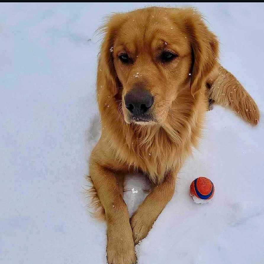 Sheriff joined the competition — help win amazing prizes! animal, canine, dog, goldenretriever, pet, puppy, racket, snout, sport, tennis, tennisracket