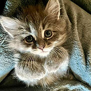 Aurore participe au concours pour gagner de l'argent avec cette photo : adorable, animal, blanket, cat, closeup, cozy, cute, ears, face, fluffy, fur, indoors, kitten, paw, pet, resting, sleepy, soft, whiskers, young