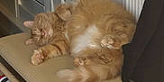 Tom is registered to the contest to win money with this photo: animal, bench, cat, cozy, cushion, cute, domestic_cat, feline, fur, fur_pattern, household, indoor, orange_tabby, paw, pet, relaxing, resting, sleeping, tail, whiskers